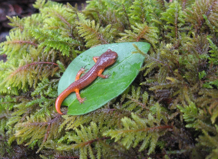 Ensatina